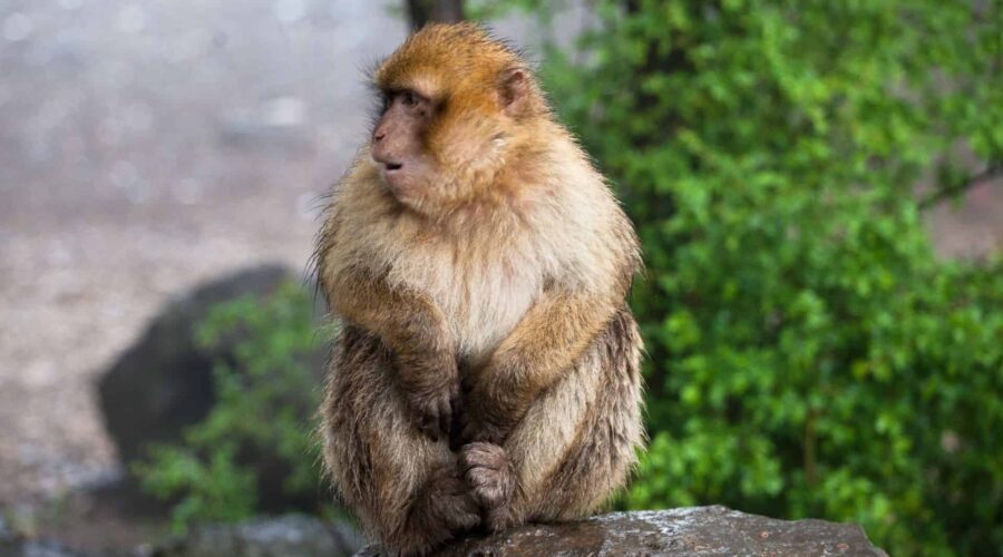 Circuito de 10 días desde Fez vía Casablanca