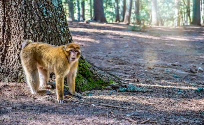 Ruta compartida de 4 días desde Marrakech